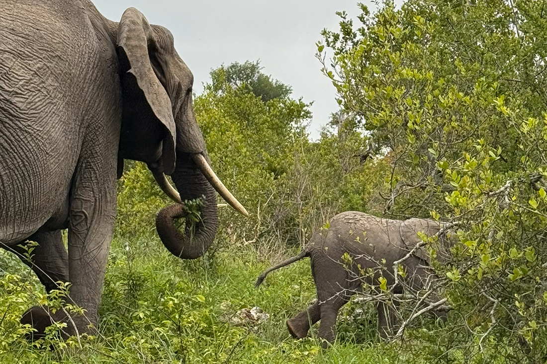 Traveling Gluten-Free with Good To-Go