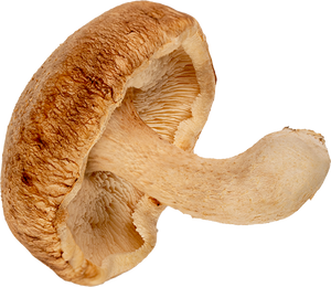 Shiitake Mushroom