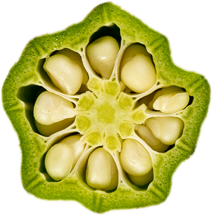 Okra